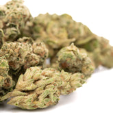 Gary Payton THCa Hemp Flower Greenhouse Wholesale - Plants